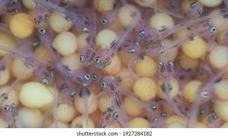 Close up development of the embryo of Nile tilapia or Oreochromis niloticus.Aquaculture concept.