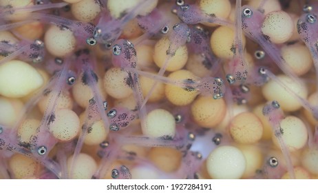 Close up development of the embryo of Nile tilapia or Oreochromis niloticus. Aquaculture concept.