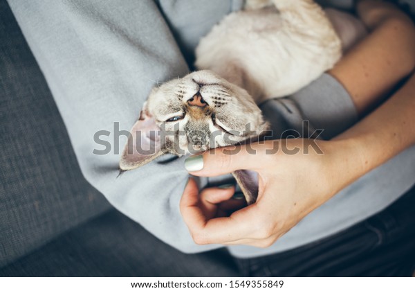 Close Devon Rex Cat Girls Arms Stock Photo Shutterstock