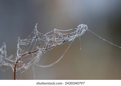 close up of dew on a spider web isolated on a natural background - Powered by Shutterstock