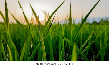 Close up of dewdrops on green rice plants at sunrise, symbolizing the beauty of nature and agricultural growth - Powered by Shutterstock