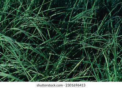 Close up of dewey grass background