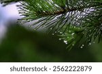 Close up of dewy pine tree branches showcasing glistening droplets after a refreshing rain