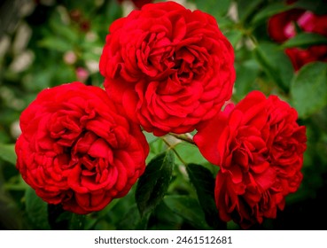 Close up of dewy red roses on a spring morning near Phoenix Arizona - Powered by Shutterstock