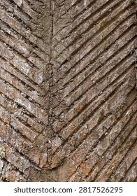 Close up diagonal herringbone pattern cut on pine tree bark for resin tapping