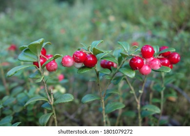 Close up of different ripe and tall cranberries in the forest.