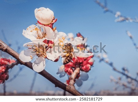 Close up of a diligent bee collecting pollen from blooming apricot trees. Spring background with honeybee gathering nectar from blossoming fruit flowers