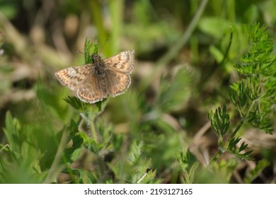 Close up of a dingy skipper moth in nature, tiny brown butterfly resting on a plant - Shutterstock ID 2193127165