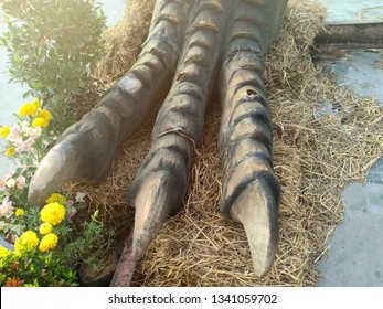 Close Up Dinosaur T Rex Feet