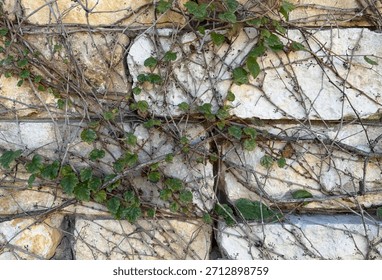Close Up And Direct View Of Light Colored Brick Wall Covered In Green Foliage On Long Interlacing Vines Attached To Rough Textured Wall Surface 
