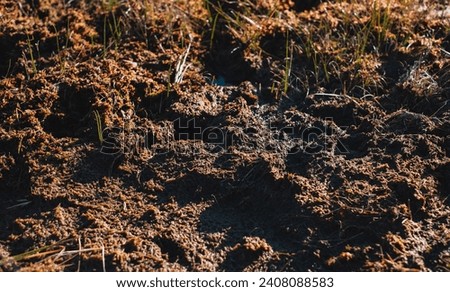 A close up of dirt on a swamp