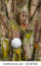 Close Up Dirty Golf Ball Stuck On Palm Tree