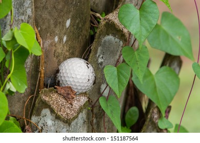 Close Up Dirty Golf Ball Stuck On Palm Tree