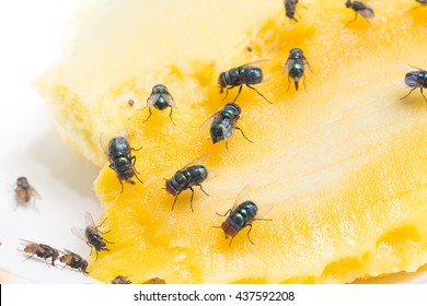 Close Up  Of A Dirty House Fly On A Fork Covered In Yellow Food,carriers Of Easily Communicable Diseases