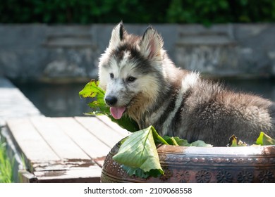 Close Up Of Dirty Siberian Husky Playing In The Garden