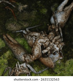 close up of discarded shell of White clawed Crayfish or Fresh water White clawed Crayfish on a river bank