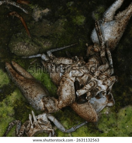 close up of discarded shell of White clawed Crayfish or Fresh water White clawed Crayfish on a river bank
