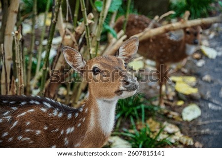close display of deer facing the camera