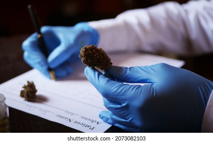 Close Up Doctor Holding Cbd Bud And Write Prescription For Medical Cannabis. Alternative Therapy For Stress Relief 