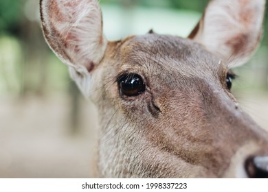 Close Up Doe At Her Eyes, Female Deer By Closeup With Eyes And Fur, Blurred Background