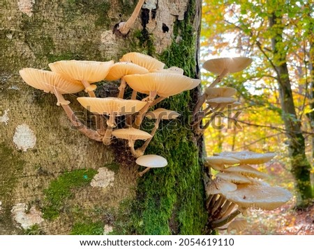 CLOSE UP DOF: Detailed shot of tinder fungi growing in a vibrant forest in fall. White tree mushrooms grow on the side of a moss-covered tree trunk in the middle of a picturesque autumn colored woods.