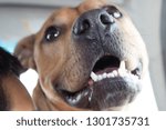  close up of a dog.