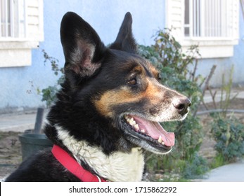 Close up of a dog