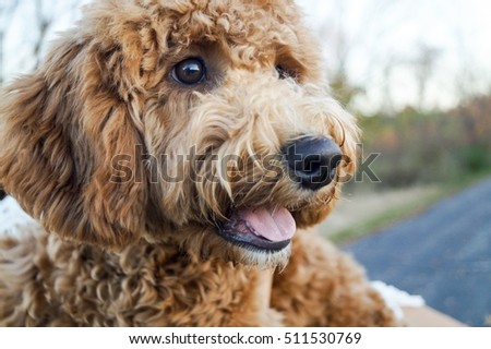 close of up dog