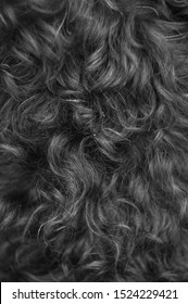 Close Up Of Dog Black And White Curly Fur, Nature Pattern