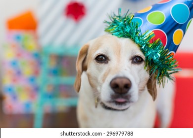 Close up of dog celebrating his birthday party - Shutterstock ID 296979788