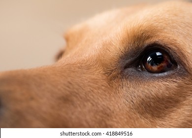 Close Up Dog Eye