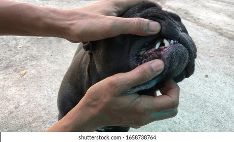 Close Up Of Dog Face Or Mouth,Owner Checks Teeth Or Health Of Adorable French Bulldog Puppy For Dental Health, Cute Dog. Selective Focus.