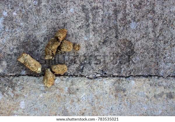 Close Dog Feces Background Dog Poop Stock Image Download Now