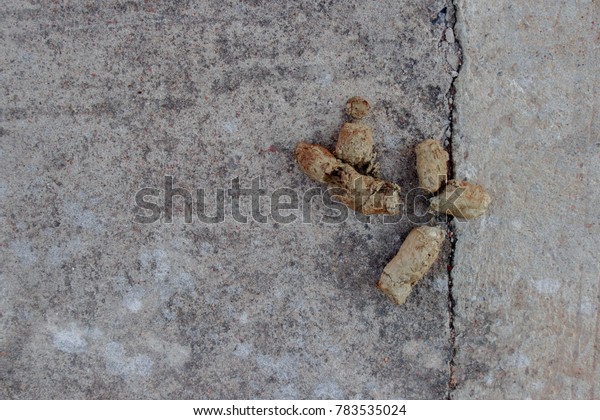 Close Dog Feces Background Dog Poop Stock Photo Edit Now