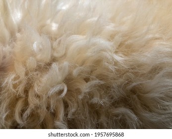 Close Up Dog Fur, Cream Color Stranded Dog Hair Texture