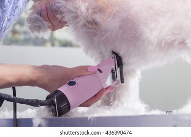 Close Up Dog Hair Fur Trim Clipper Hand