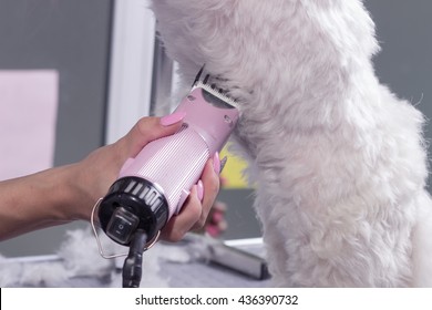 Close Up Dog Hair Fur Trim Clipper Hand