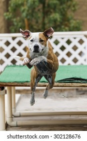 Close Up Of A Dog Jumping Off A Dock Into The Pool