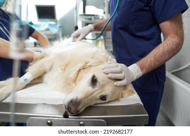 Close Up Of Dog Lying On Operating Table