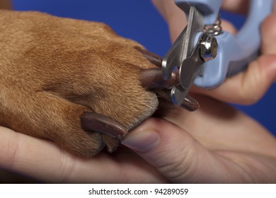 Close Up Of Dog Nail Trimming