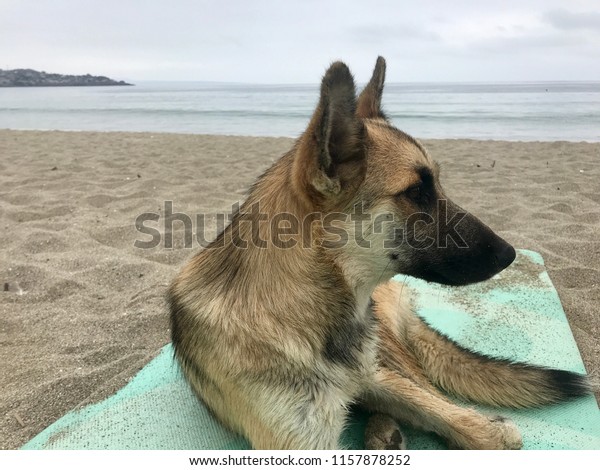 Close Dog On Beach On Yoga Stock Photo Edit Now 1157878252