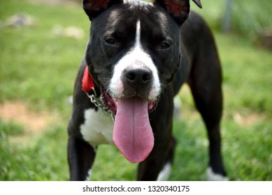 Close Up Of Dog Panting Heavily On Hot Summer Day.