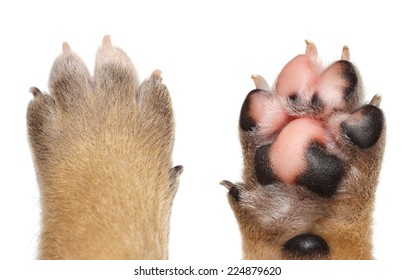 Close Up Dog Paw On White Background.