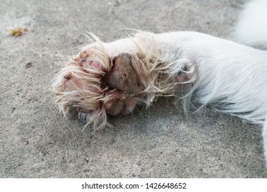 Close Up A Dog Paw Pad Injury.