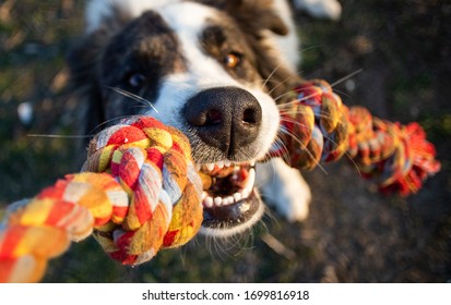 Close Up Dog Portrait Playing With Rope