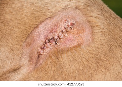 Close up of a dog shoulder with a cut sutured with stitches