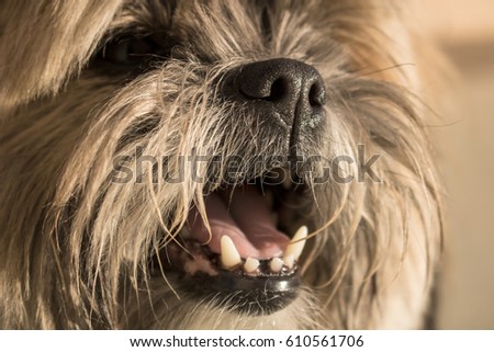 Close Up of Dog Smile