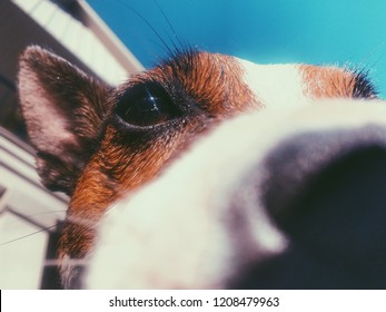 Close Up Of Dog Sniffing At Camera.