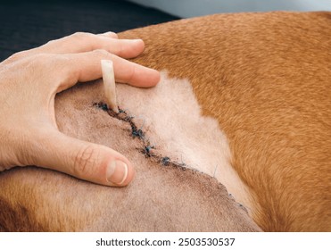 Close up dog with stitches and drain examined by veterinarian or owner.  Large dog wound with 15 stitches. Day 4 after accident and surgery. Pet  healing process or dog recovery. Selective focus. - Powered by Shutterstock