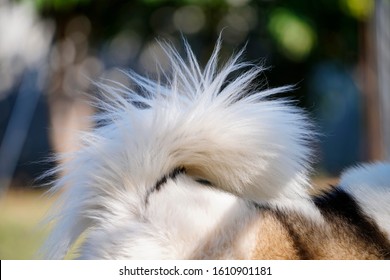 Close Up Dog Tail, Dog Fur Texture